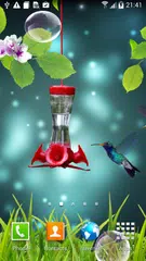 Hummingbirds wallpaper APK download