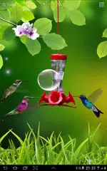 Hummingbirds wallpaper APK download