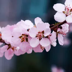 Cherry Blossom Live Wallpaper APK 下載