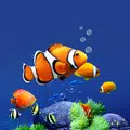 Aquarium Live Wallpaper