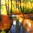 Autumn Forest Live Wallpaper أيقونة