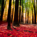 Autumn Landscape Wallpaper APK