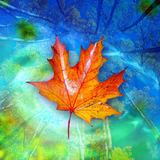 Autumn Leaves Live Wallpaper icône
