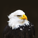 Birds Live Wallpaper