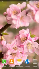 Blooming Trees Live Wallpaper APK Herunterladen