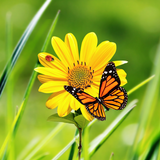 Flowers 3D Parallax Background biểu tượng
