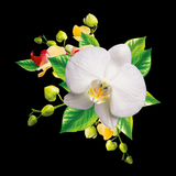 Orchids Wallpaper 아이콘