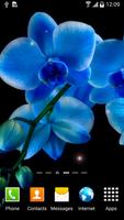 Orchids Wallpaper Affiche