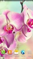 Orchids Wallpaper screenshot 2