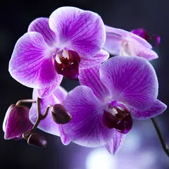 Orchids Live Wallpaper アプリダウンロード
