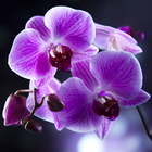 Orchids Live Wallpaper ícone