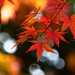 Autumn Wallpaper আইকন