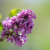 Lilac live wallpaper APK