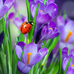 Macro Spring Live Wallpaper icon