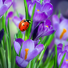 Macro Spring Live Wallpaper simgesi