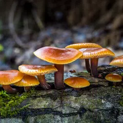 Mushrooms Live Wallpaper アプリダウンロード