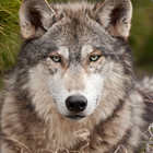 آیکون‌ Wolf Live Wallpaper