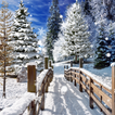 ”Winter Landscapes Wallpaper
