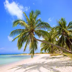download Tropical Paradise Wallpaper APK