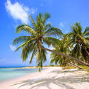 Tropical Paradise Wallpaper APK