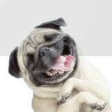 Stickers de Pugs