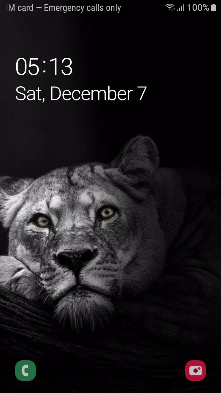 lion wallpaper black and white