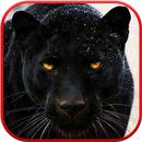 🐆 Black Panther Wallpaper APK