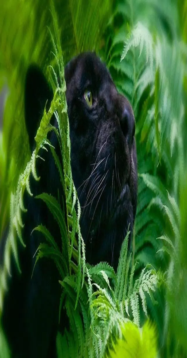 Black Tiger 1 Wallpaper APK for Android Download Black Tiger 1 Wallpaper APK for Android Download