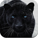 Black Panther Wallpaper HD APK