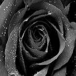Black rose