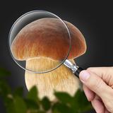 Mushroom Identification App APK