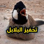 تحفيز البلابل على التغريد 2022
