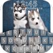 Siberian Husky Puppies Lock