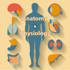 BioVerse: Anatomy & Physiology アイコン