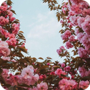 Beautiful Blooming Flower Wallpaper-APK