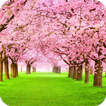 ”Blooming Tree Wallpaper