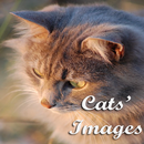 Cats Images aplikacja