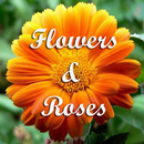 Flowers and Roses aplikacja