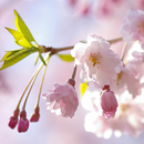 Japanese Flowers HD Wallpapers APK