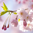 Japanese Flowers HD Wallpapers icono