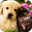 Cats and Dogs Live Wallpaper APK