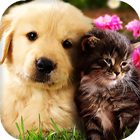 Cats and Dogs Live Wallpaper أيقونة