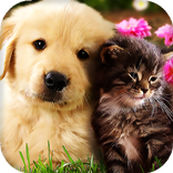 Cats and Dogs Live Wallpaper (Backgrounds)