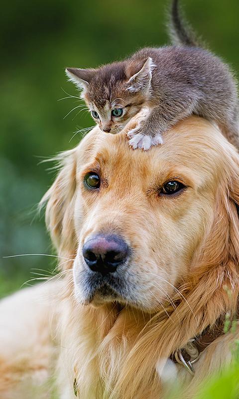 Katzen Und Hunde Spiele Katzen Und Hunde Spiele