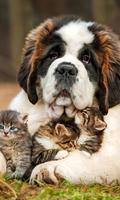 Cats and Dogs Live Wallpaper تصوير الشاشة 2