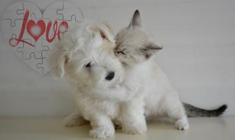 Cats and Dogs Live Wallpaper syot layar 3