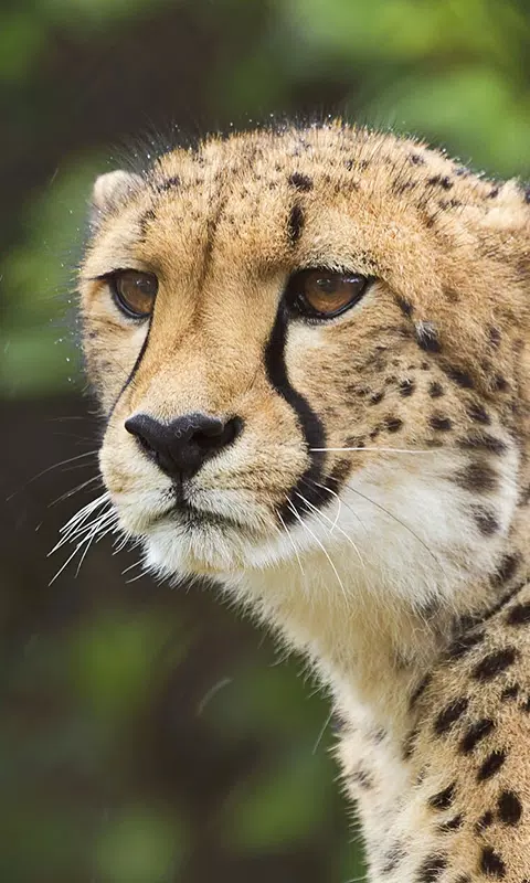 Tải xuống APK Cheetah Live Wallpaper cho Android Tải xuống APK Cheetah Live Wallpaper cho Android