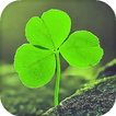Clover Live Wallpaper