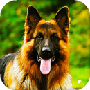 German Shepherd Live Wallpaper APK