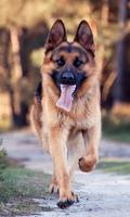 German Shepherd Live Wallpaper الملصق